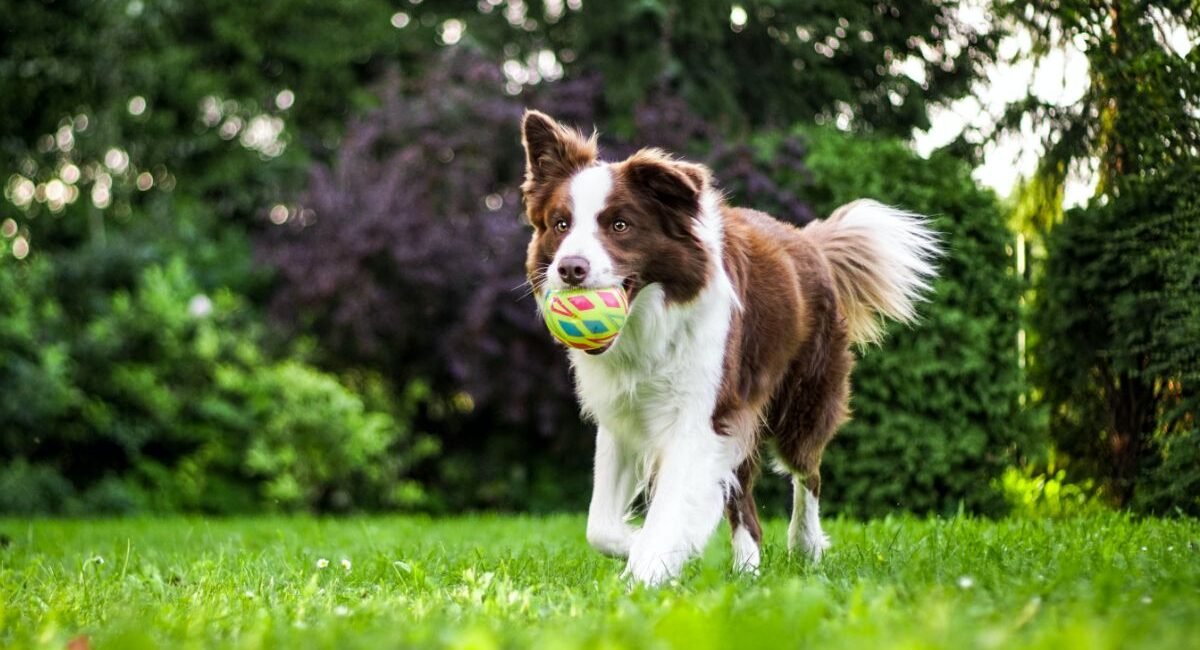 ¿Cómo saber si mi perro tiene estrés?