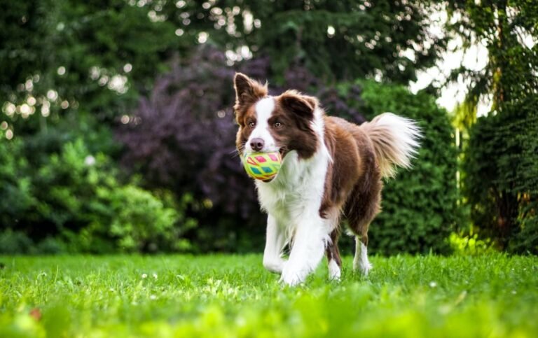 ¿Cómo saber si mi perro tiene estrés?