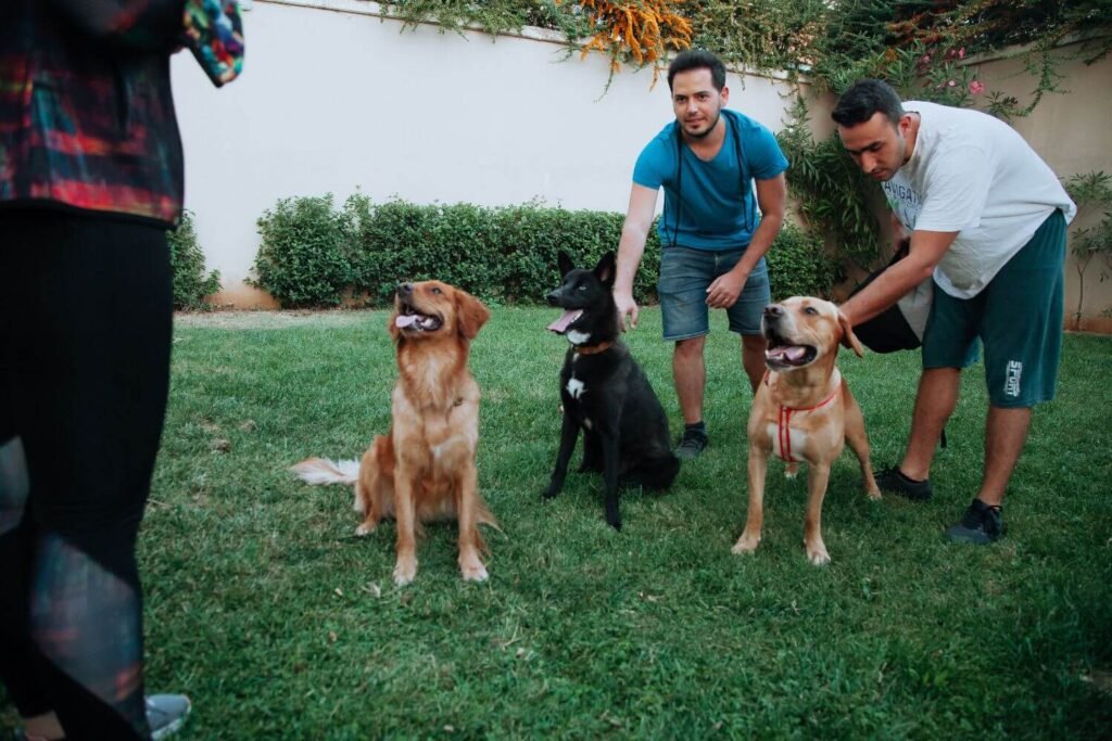 ¿Donde puedo dejar a mi perro en Navidad?