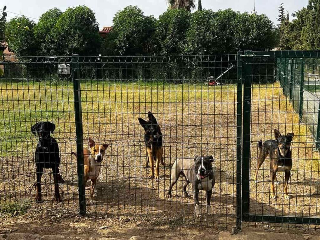 ¿Por qué lloran los perros?