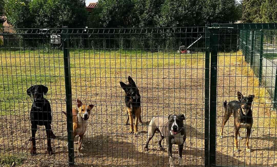 ¿Por qué llora mi perro en casa?