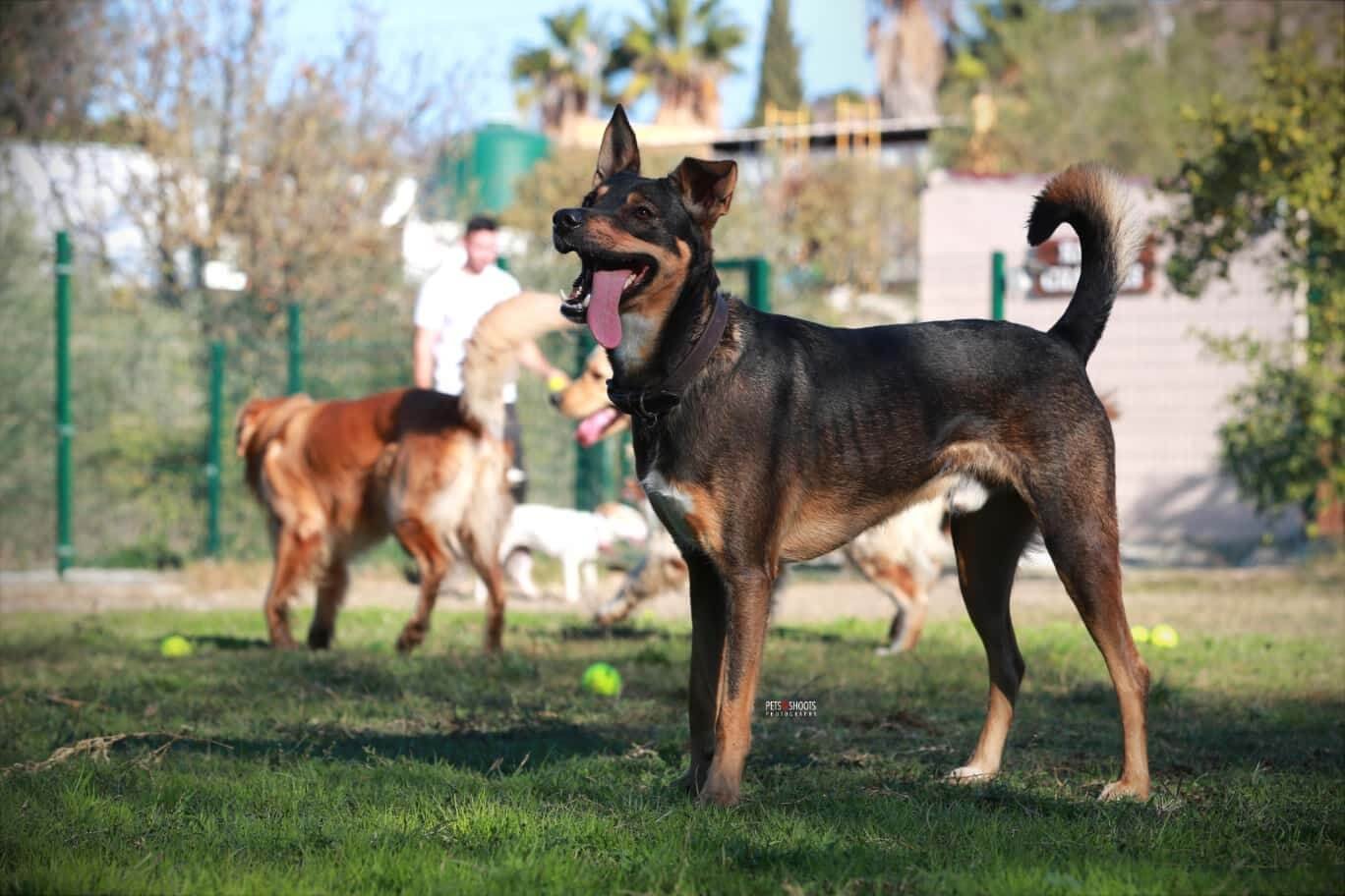 Huesped en la zona comun de nuestra residencia canina málaga en Can Resort