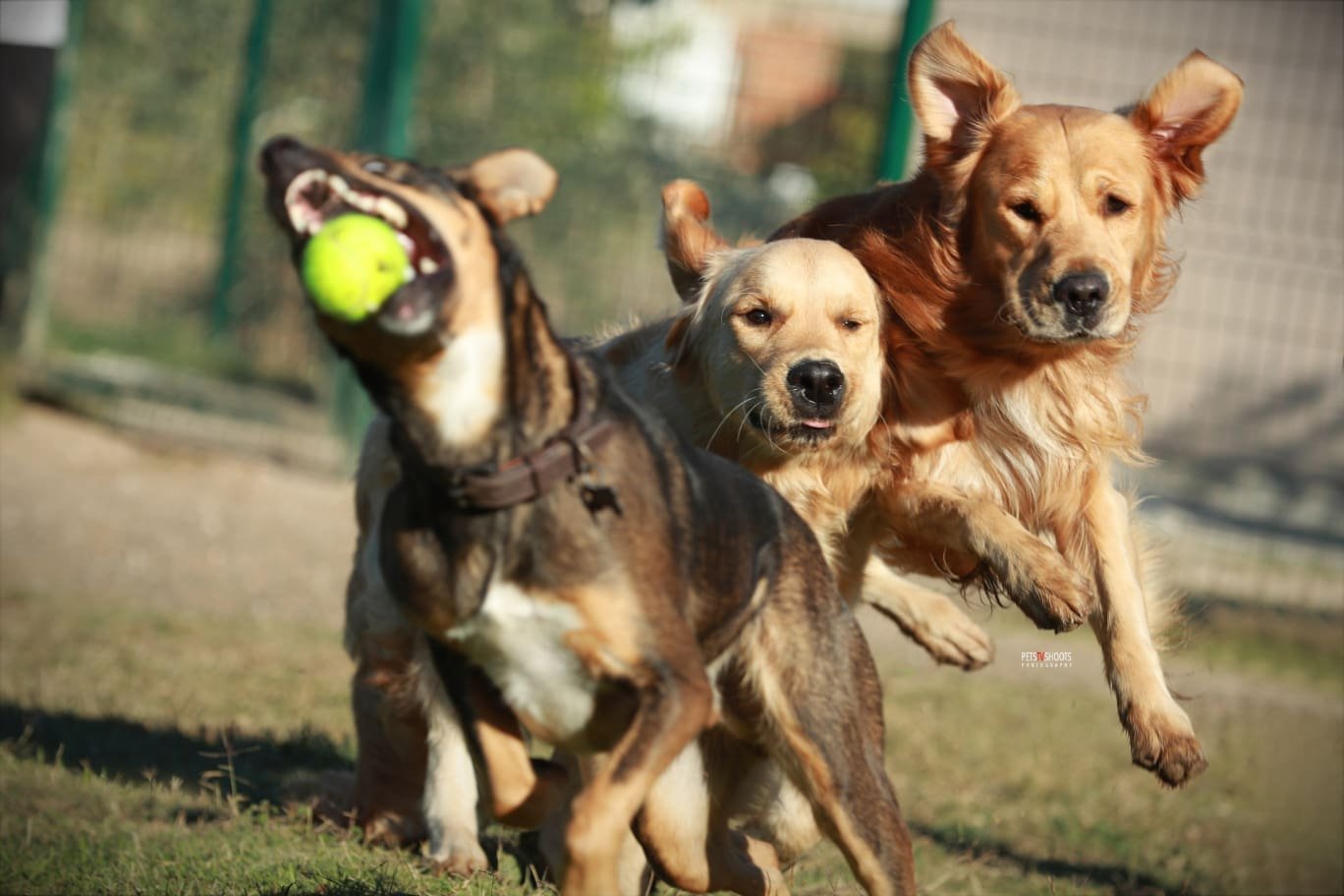 Perros jugando a la pelota en las zonas comunes de nuestra residencia canina malaga