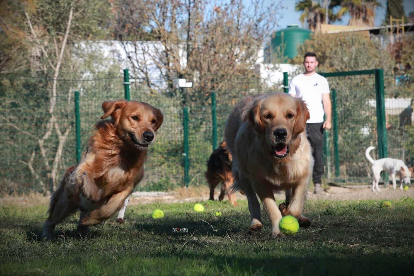 Perros jugando en las zonas comunes de nuestra residencia canina en malaga