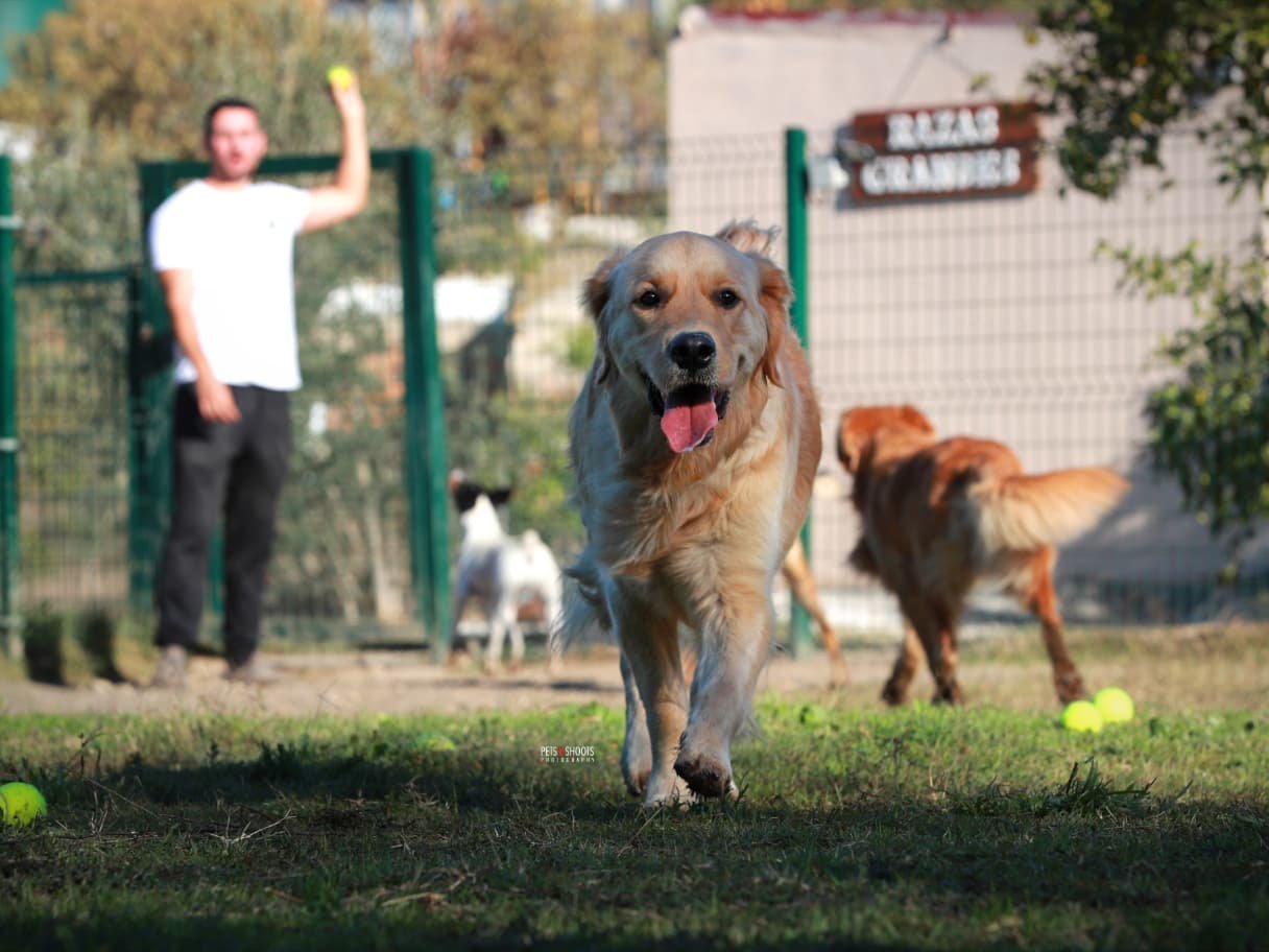 La mejor residencia canina en malaga para hospedar a tu perro