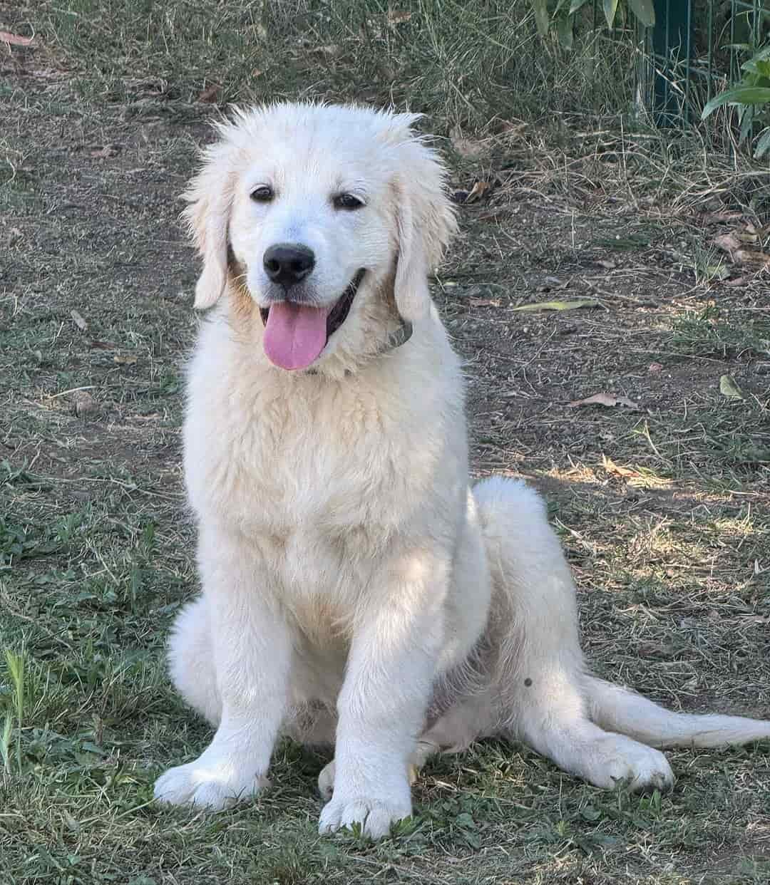 perro disfrutando en el hotel de perros