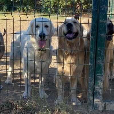 Perros disfrutando residencia canina malaga